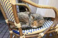 schlafende Katze in einem Café