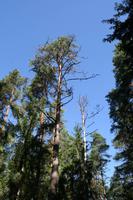 Moorwanderung im Laheema-Nationalpark
