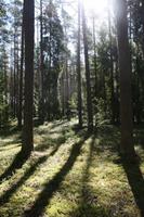 Moorwanderung im Laheema-Nationalpark