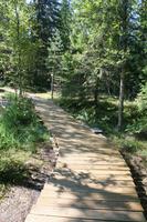 Moorwanderung im Laheema-Nationalpark