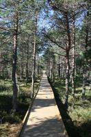 Moorwanderung im Laheema-Nationalpark