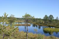 Moorwanderung im Laheema-Nationalpark