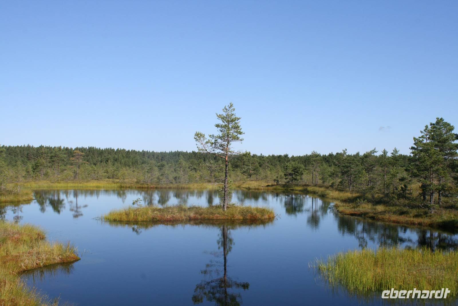 Moorwanderung im Laheema-Nationalpark