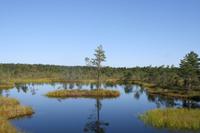 Moorwanderung im Laheema-Nationalpark