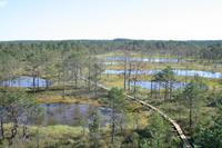 Moorwanderung im Laheema-Nationalpark