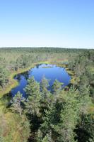 Moorwanderung im Laheema-Nationalpark