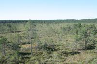 Moorwanderung im Laheema-Nationalpark