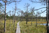 Moorwanderung im Laheema-Nationalpark