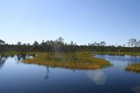 Moorwanderung im Laheema-Nationalpark