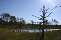 Moorwanderung im Laheema-Nationalpark