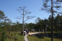 Moorwanderung im Laheema-Nationalpark