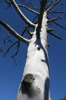 Moorwanderung im Laheema-Nationalpark
