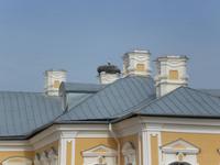 Storchennest auf dem Dach des Schlosses Rundale