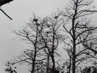 Kormoran Vogelnäster