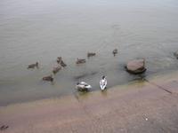 Enten auf der Kurischen Nehrung