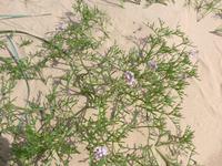 Lettland, Badestrand