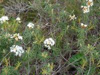 Estland, Lahemaa-NP , Hochmoor