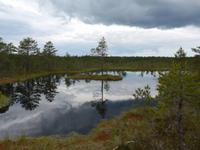 Estland, Lahemaa-NP , Hochmoor
