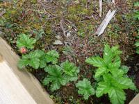 Estland, Lahemaa-NP , Hochmoor, Moosbeere