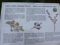 Estland, Lahemaa-NP , Hochmoor-Pflanzen