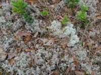 Estland, Lahemaa-NP , Hochmoor