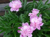 Estland, Lahemaa-NP , Altja