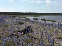 Auf der Insel Saaremaa