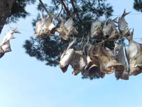 Fische werden getrocknet