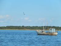 Eine Möwe umkreist das Boot