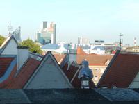 Möwe genießt auch den Ausblick