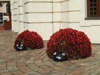 Blumenarrangements Markt Kaunas