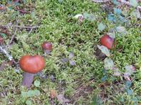 Lahemaa Nationalpark