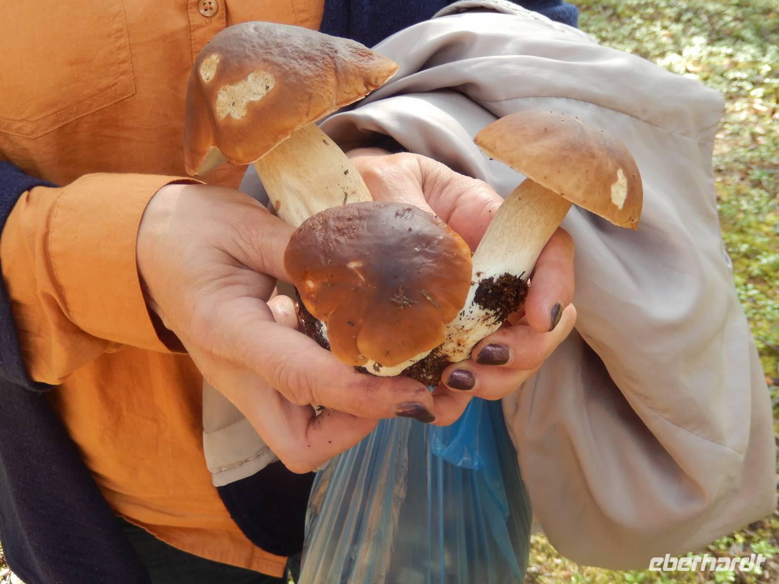 Lahemaa Nationalpark Pilze Pilze Pilze