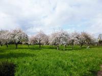 Lettland_Rundale (1)