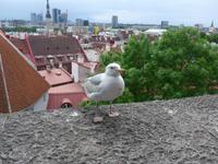 Baltikum, Tallinn