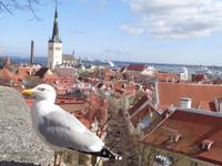 Blick auf die Unterstadt Tallin das alte Reval