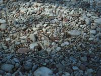 Blindschleiche