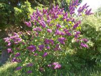 DSCN1130 Flieder