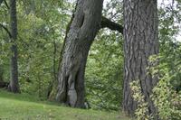 Im Park Turaida