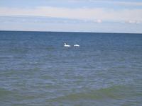 Insel Saaremaa