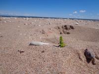 Insel Saaremaa