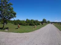 Insel Saaremaa