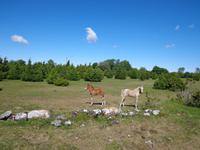Insel Saaremaa
