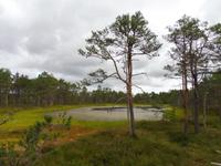 Laheema_Nationalpark_Moor (6)