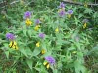 Mausblume
