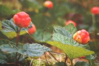 Moltebeeren