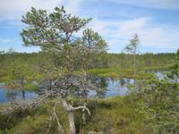 Moor