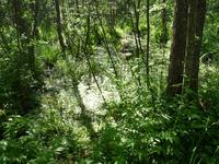 Moorlandschaft