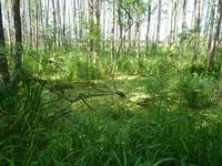 Moorlandschaft