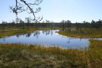 Moorwanderung im Laheema-Nationalpark